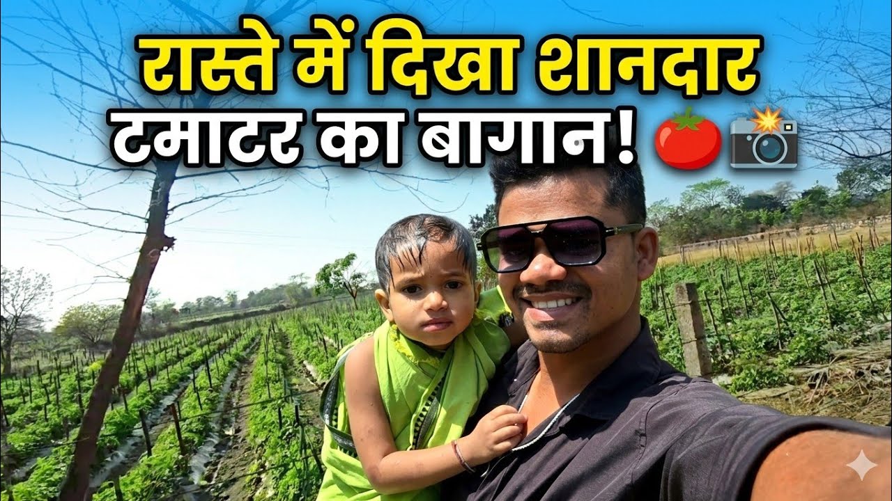  रास्ते में मिला टमाटर का बड़ा बागान! 🍅