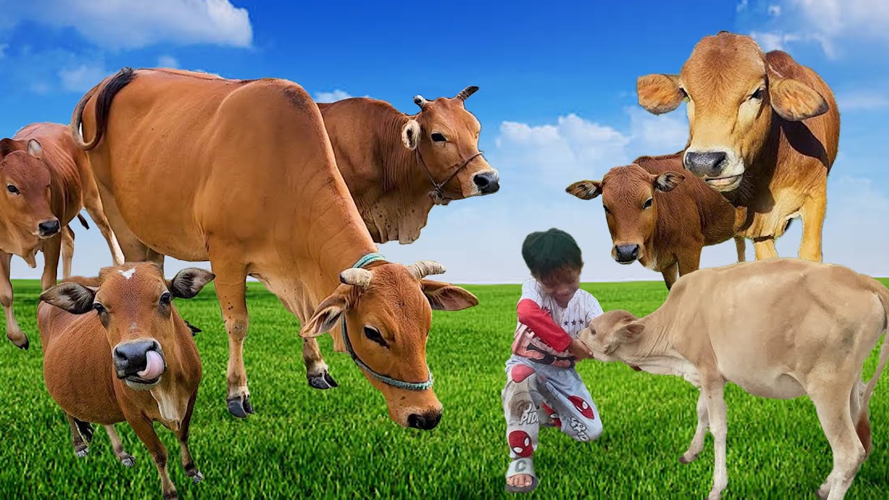 Con Bò - Chú Bò Vàng - Nhạc Thiếu Nhi - Nhạc Chế Chú Bò Vàng -Chú Bò Ăn Cỏ