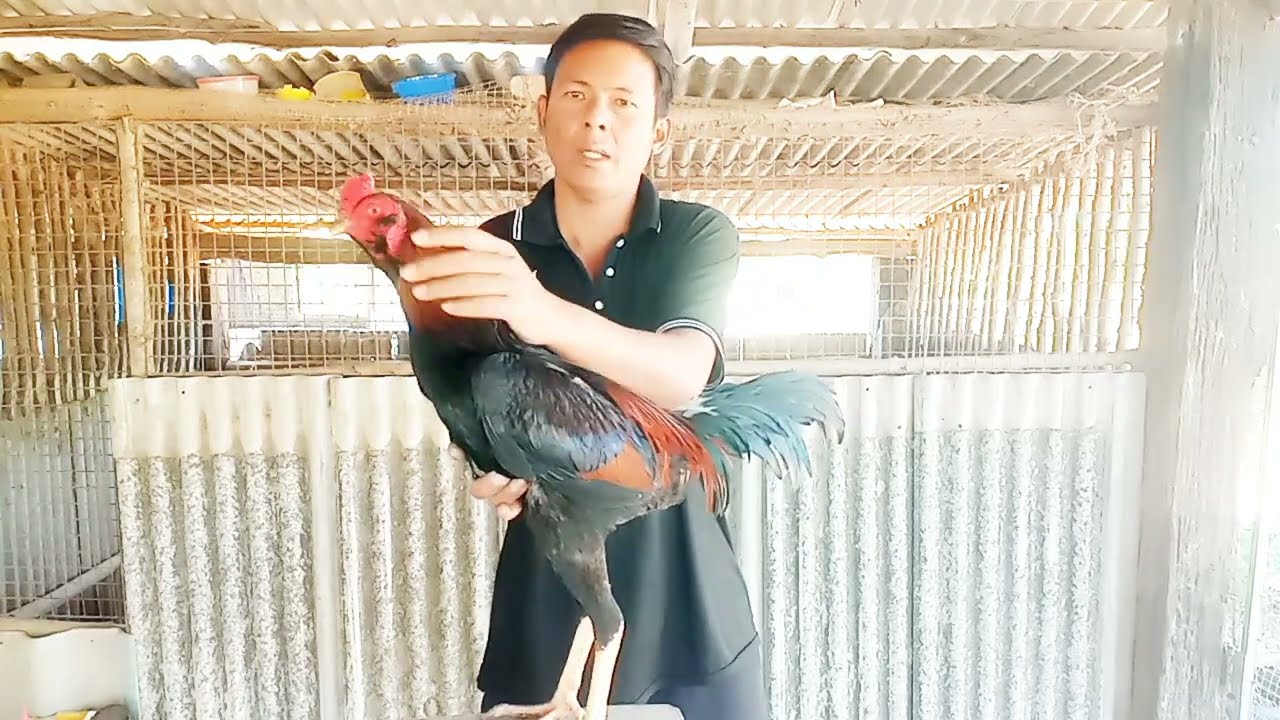 นำไก่พม่าสวยๆมาให้ชมกันครับ