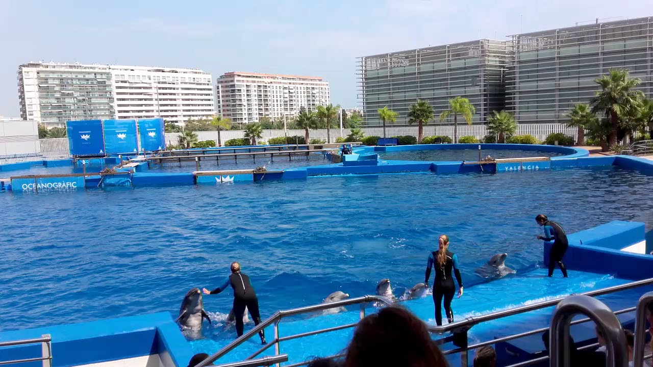 Delfinario di valencia - fantastica esibizione di delfini