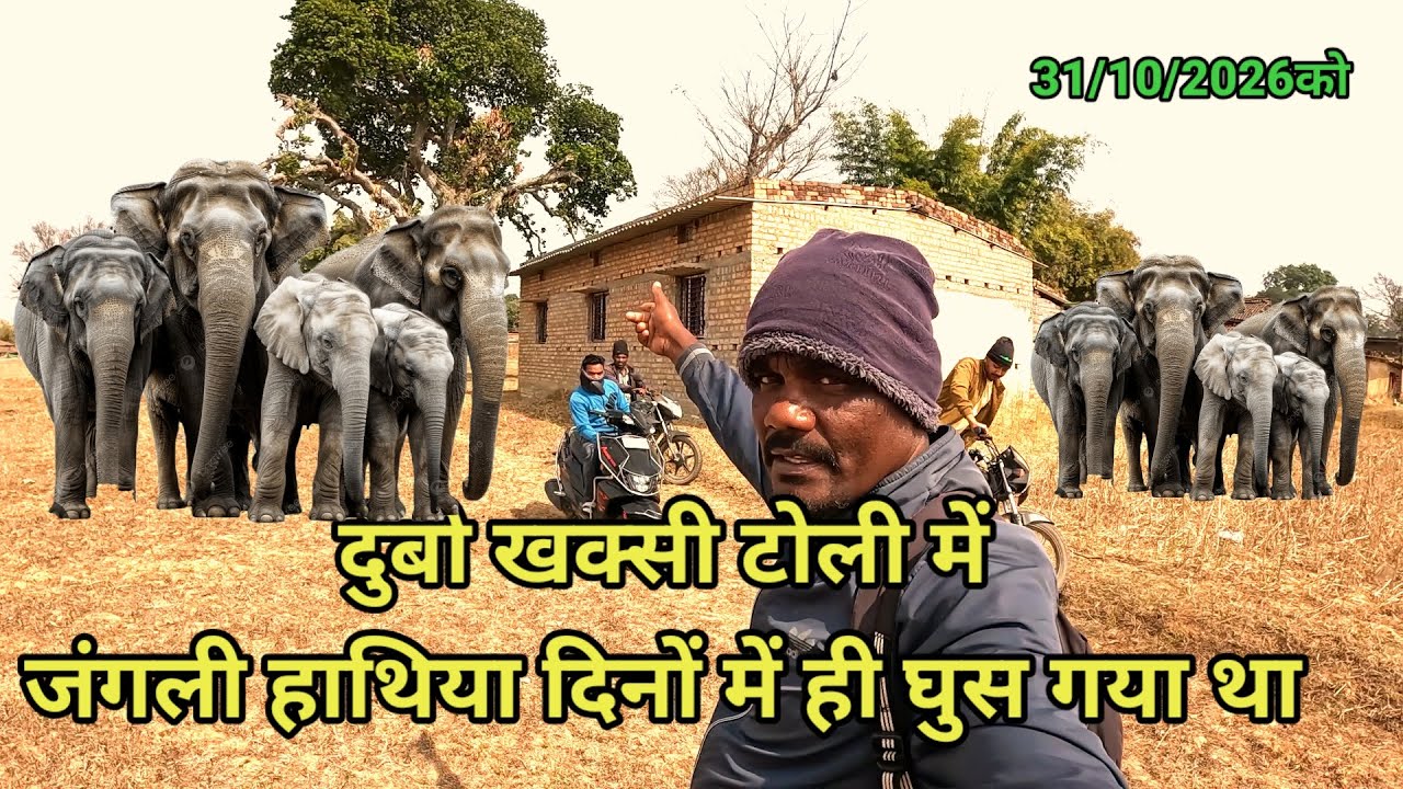 दुंबो खक्सी टोली में//जंगली हाथिया दिनों में घुस गया था 