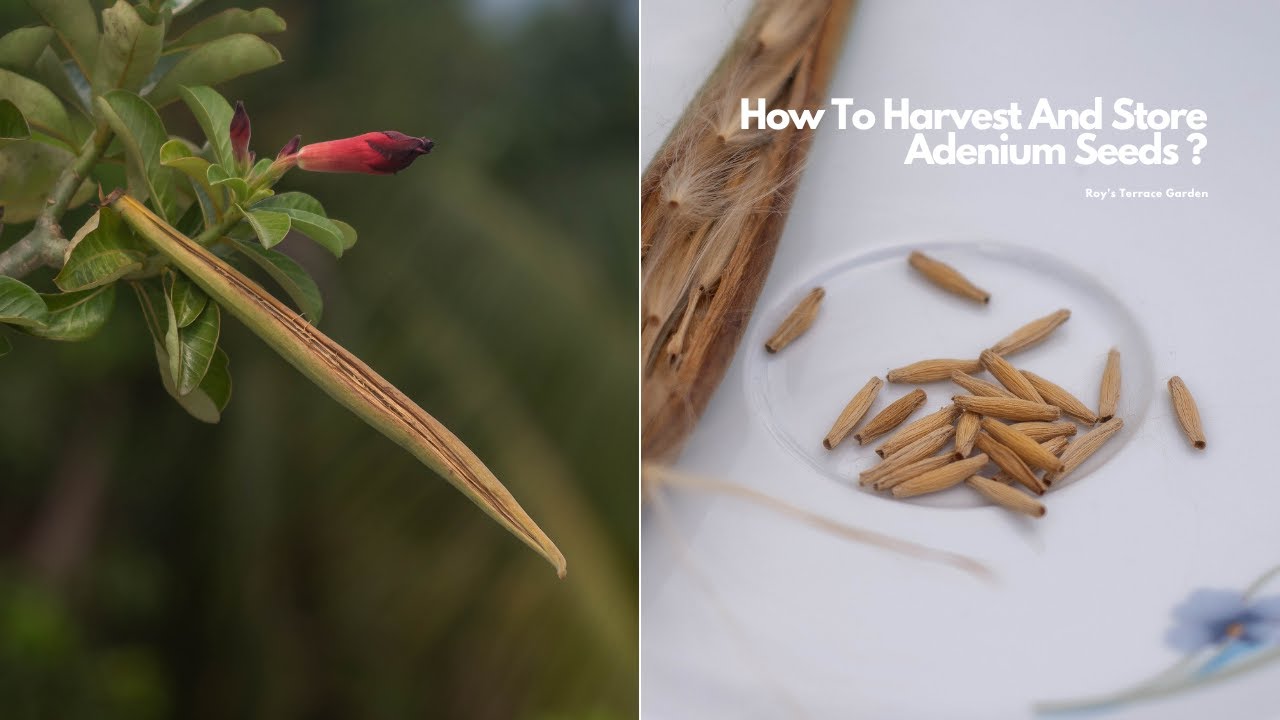 How To Harvest And Store Adenium Seeds ? | Roy's Terrace Garden | Happy Gardening