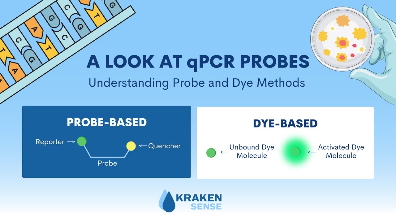 Process Explanation: Probe-based vs. Dye-based qPCR