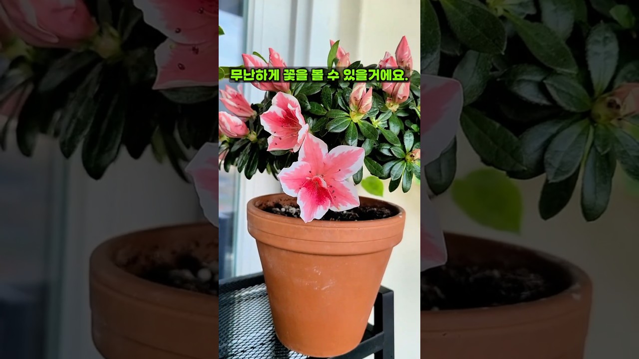 서양철쭉(아젤리아) 꽃 많이 보려면?