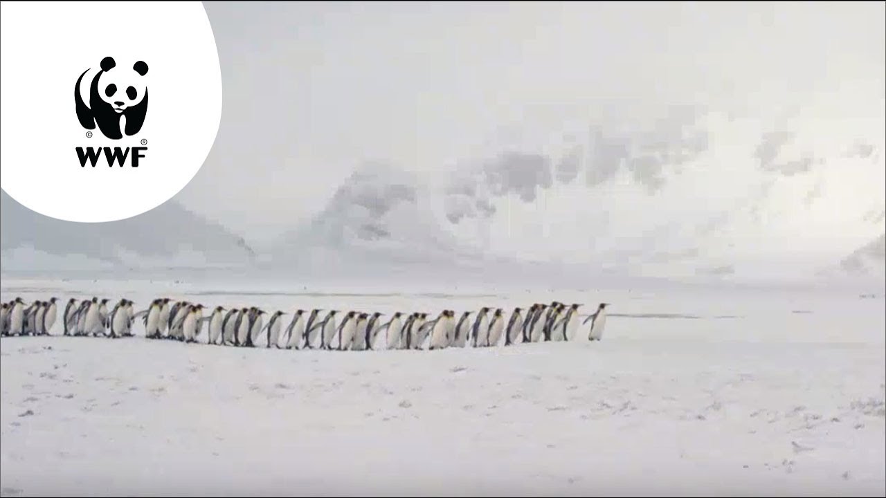 Our Planet - Wat is biodiversiteit?