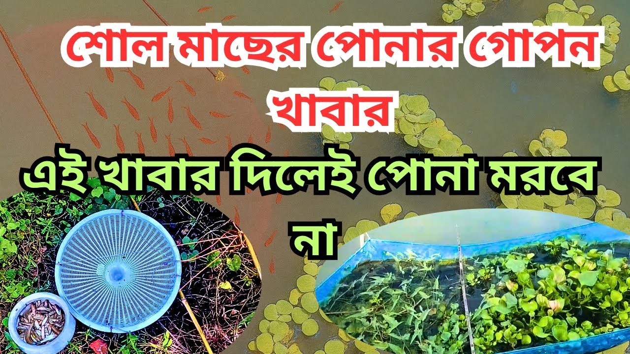 শোল মাছের পোনার গোপন খাবার | এই খাবার দিলে পোনা আর মরবে না! | Shol Fish Fry Secret Feed