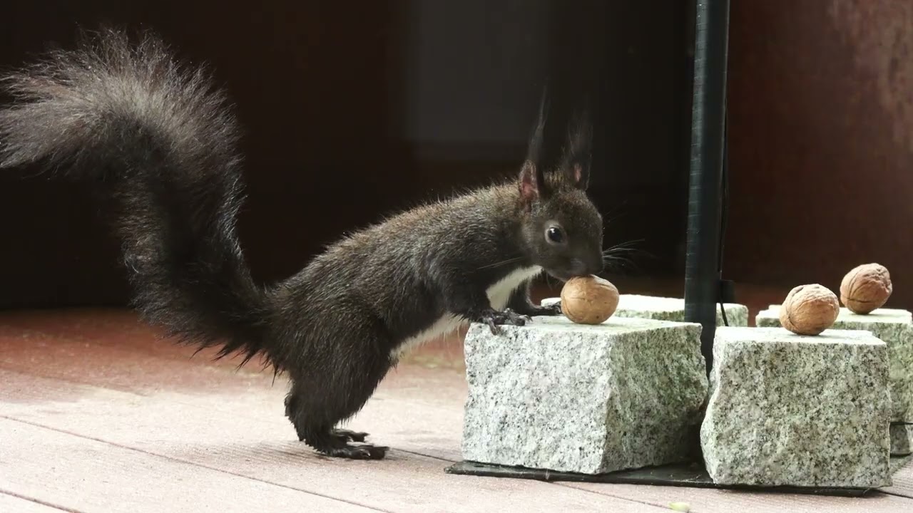 Scrat