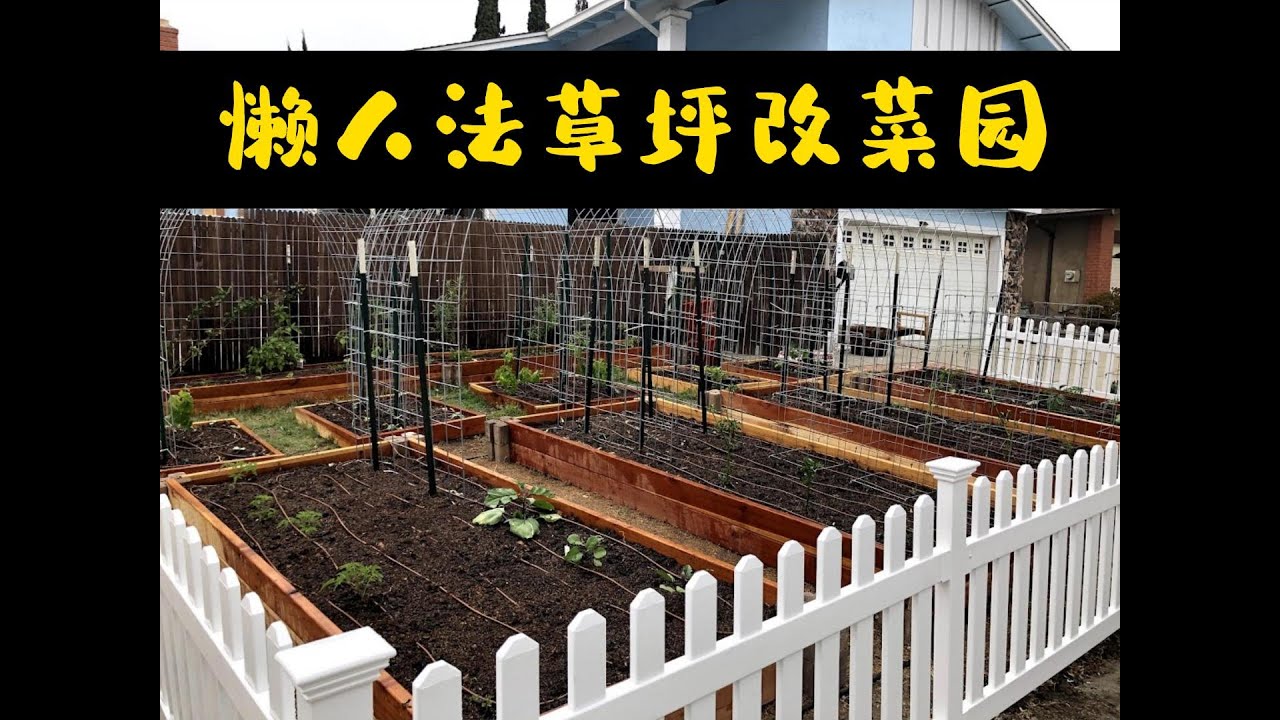 【002 DIY  院子】一个月草坪变菜园 convert lawn to vegetable garden in one month