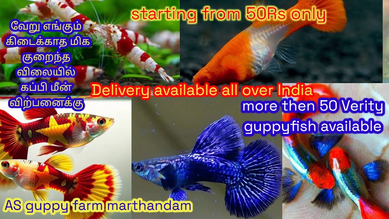 Starting from 50Rs/AS guppy farm. delivery available all over India/more then 50 Verity gupp