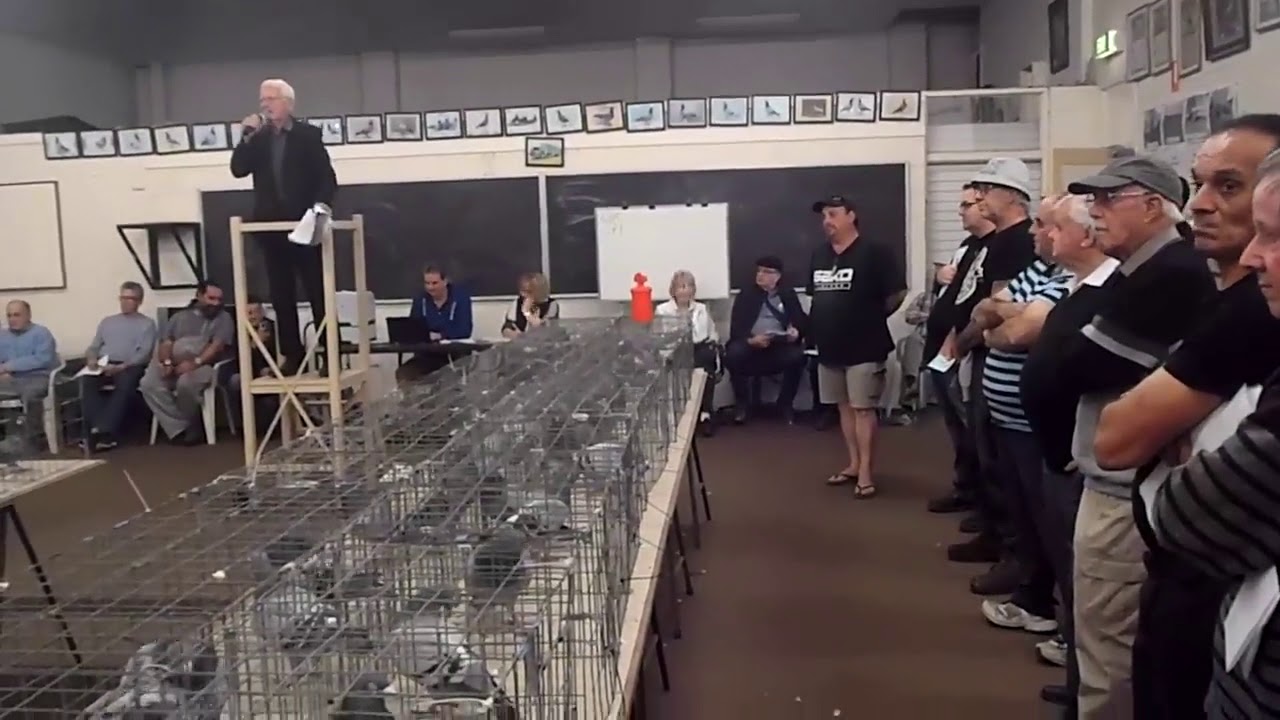 Is this the most expensive Racing Pigeon ever Sold in Australia?