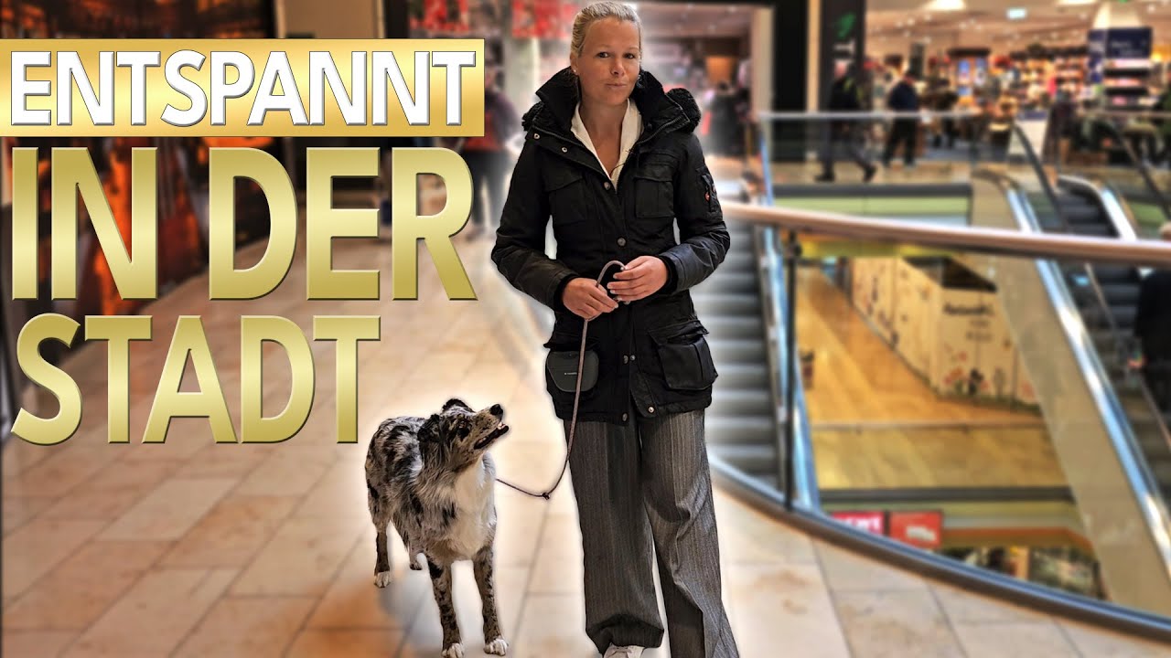 Entspannt Einkaufen mit Hund - Das solltest du unbedingt beachten!
