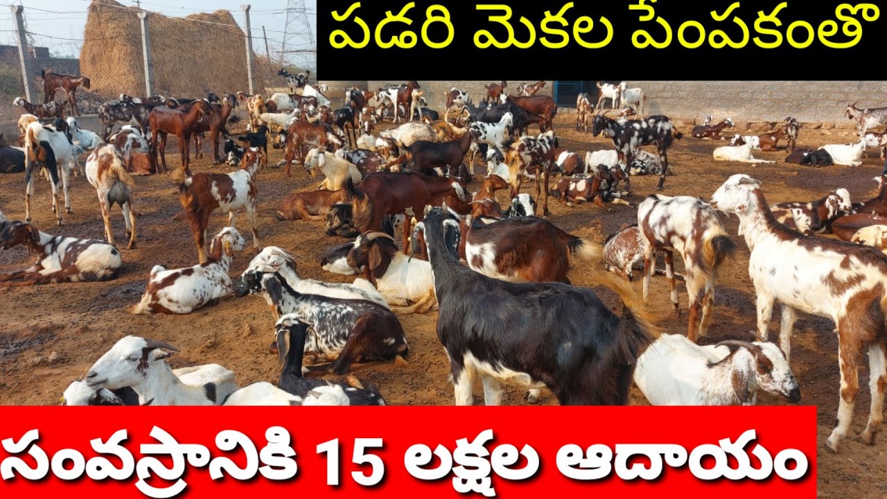 KCP GOAT FARM SUCCESS  STORY CHAKRAPANI