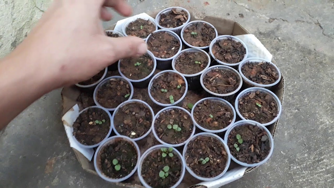 Flor Amor Perfeito Germinando, video 2