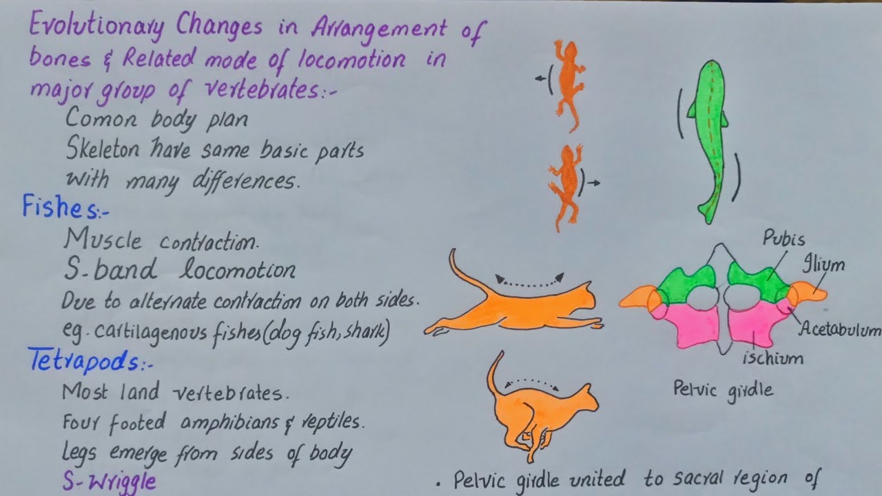 Evolutionary Changes in Bone Arrangement | Class 12 | Fishes | Tetrapods