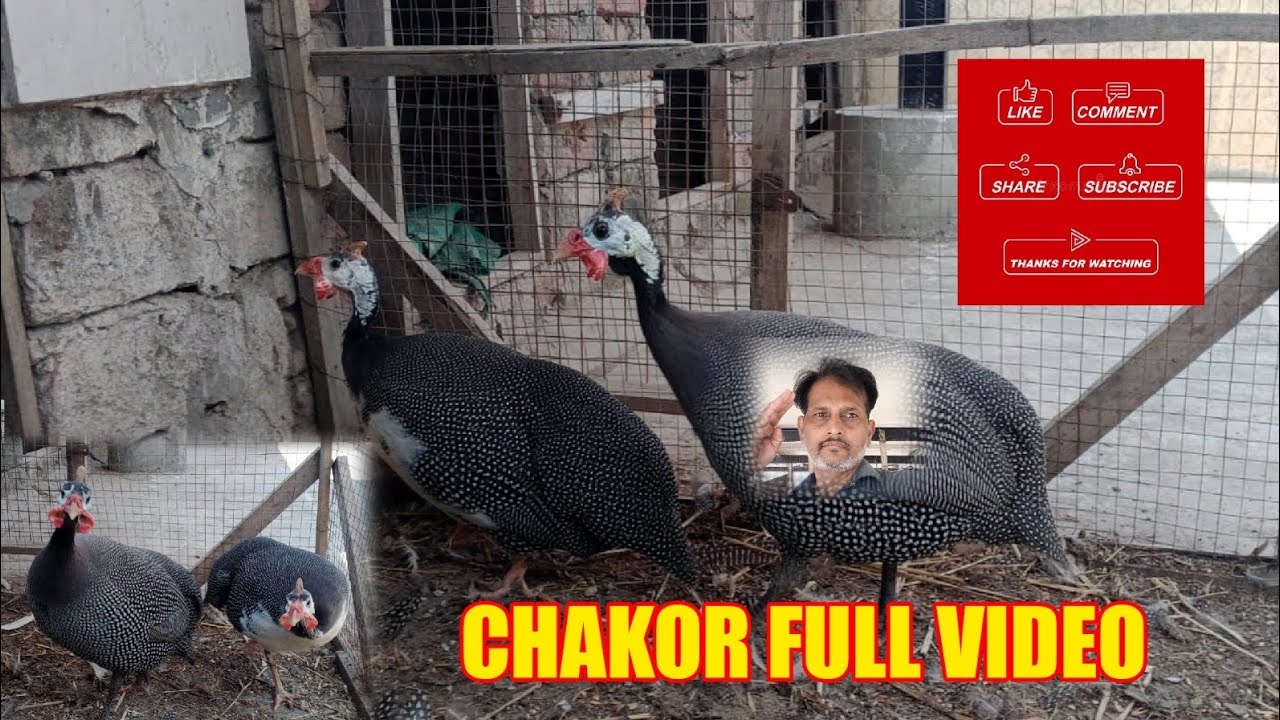 Chakor #male#female#purechakor#originalchakor#for you#Subscribe #chicks