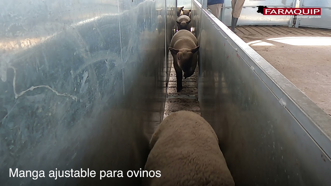 Manga ajustable Farmquip para Ovinos