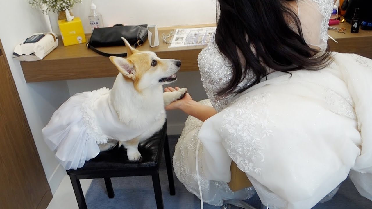 결혼은 엄마가 하는데 강아지가 제일 신나버렸어요!ㅋㅋ