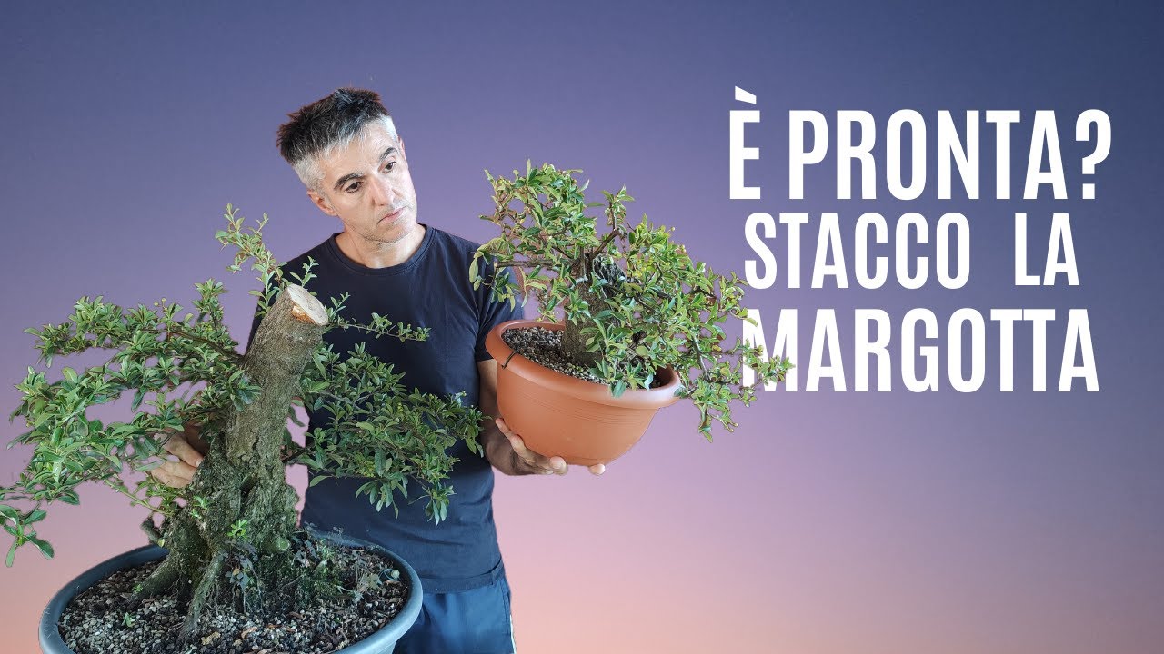 COME STACCARE una MARGOTTA A FINE ESTATE, trapianto e CURE