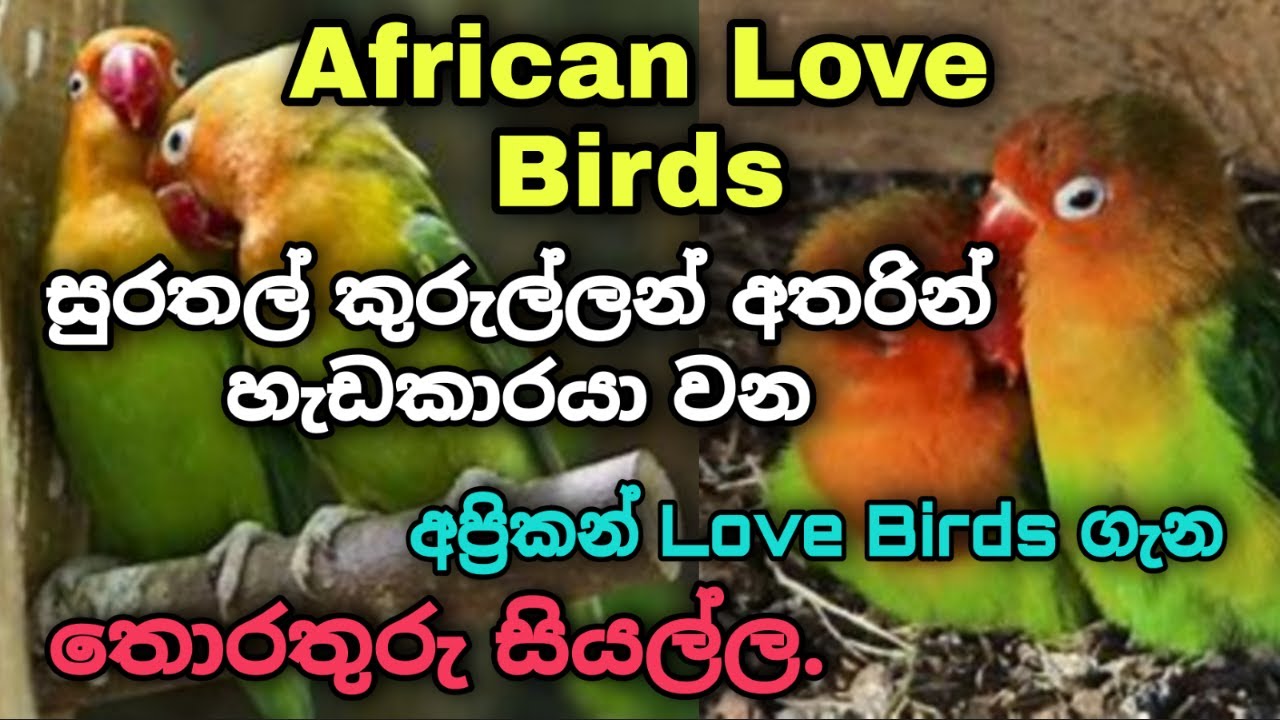 African Love Birds ගැන සියලු තොරතුරු In Sinhala / Samith Bird World.