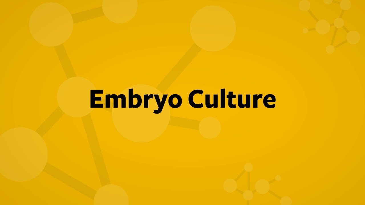 In Vitro Fertilization Embryo Culture