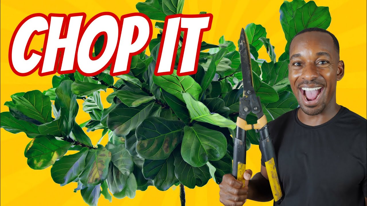 How to Trim Your Fiddle Leaf Fig for Growth !!