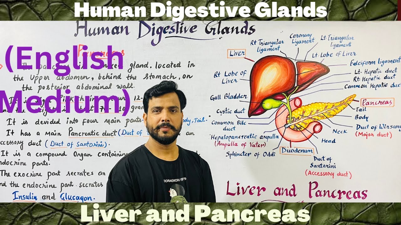 Digestive Glands in English | Liver ans pancreas|Human physiology | Digestive system | neet/ncert