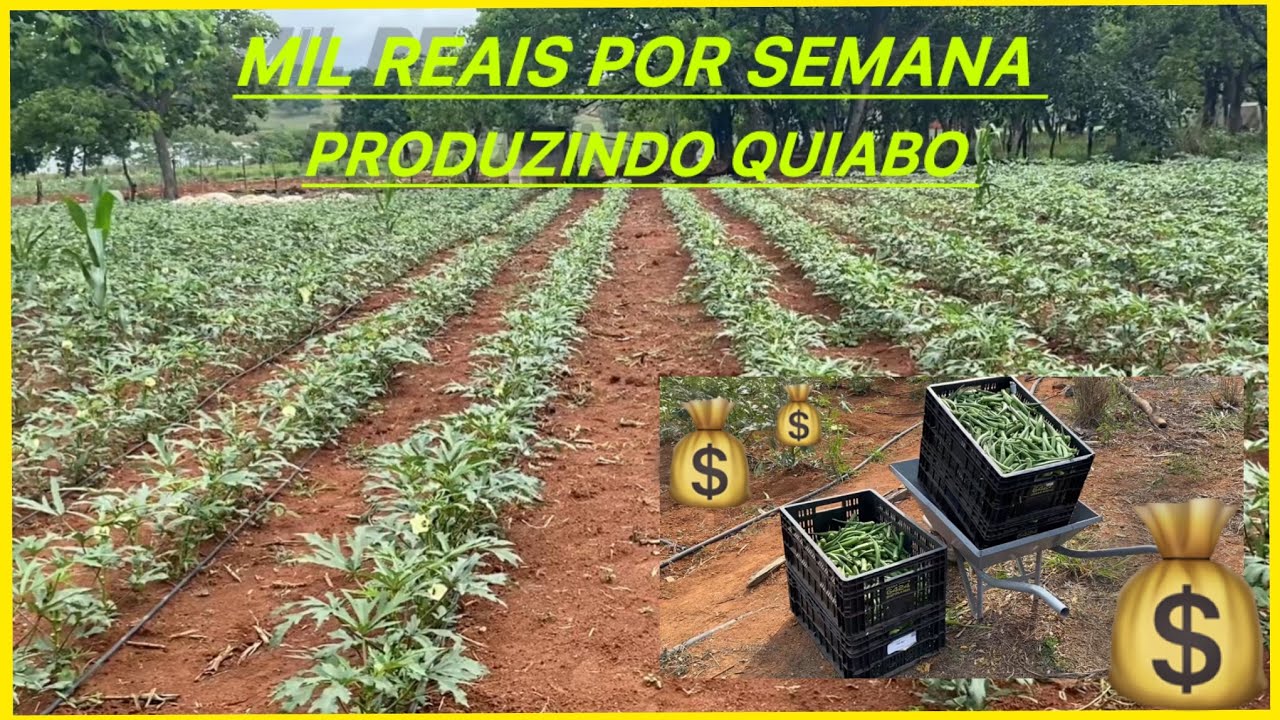MIL REAIS POR SEMANA EM 900 METROS QUADRADOS COM O QUIABO 💰🤠#agro #agricultura #agriculture 
