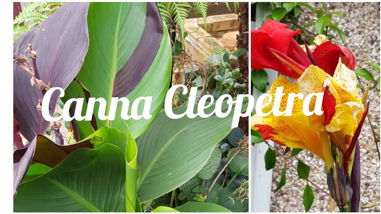 Canna Cleopetra for Exotic Garden