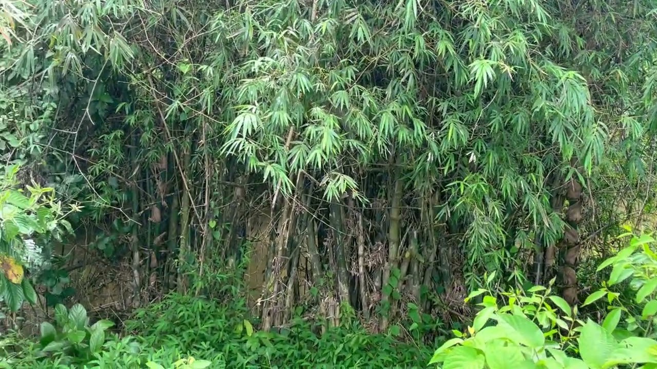15.5 Rai with Mountain & Stream Views Land for Sale in Thai Mueang, Phangnga