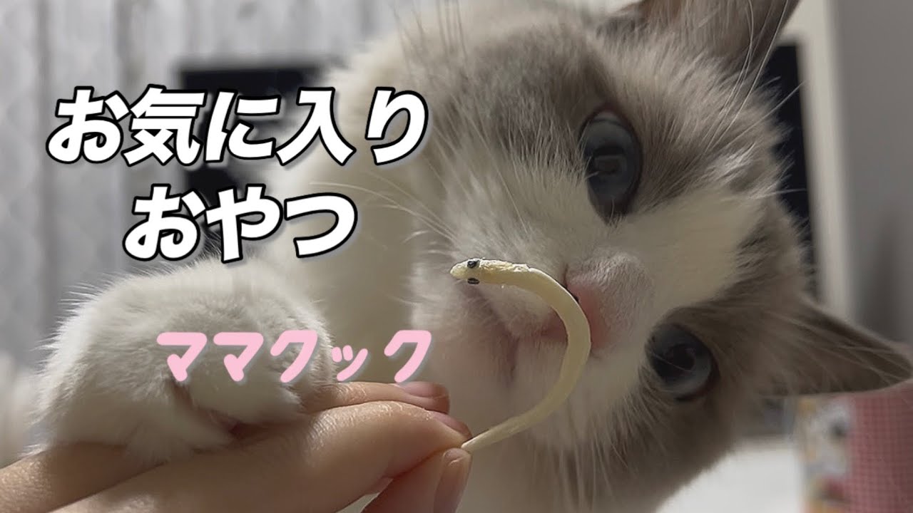 最近ハマってるおやつ/Yuki’s favorite snack