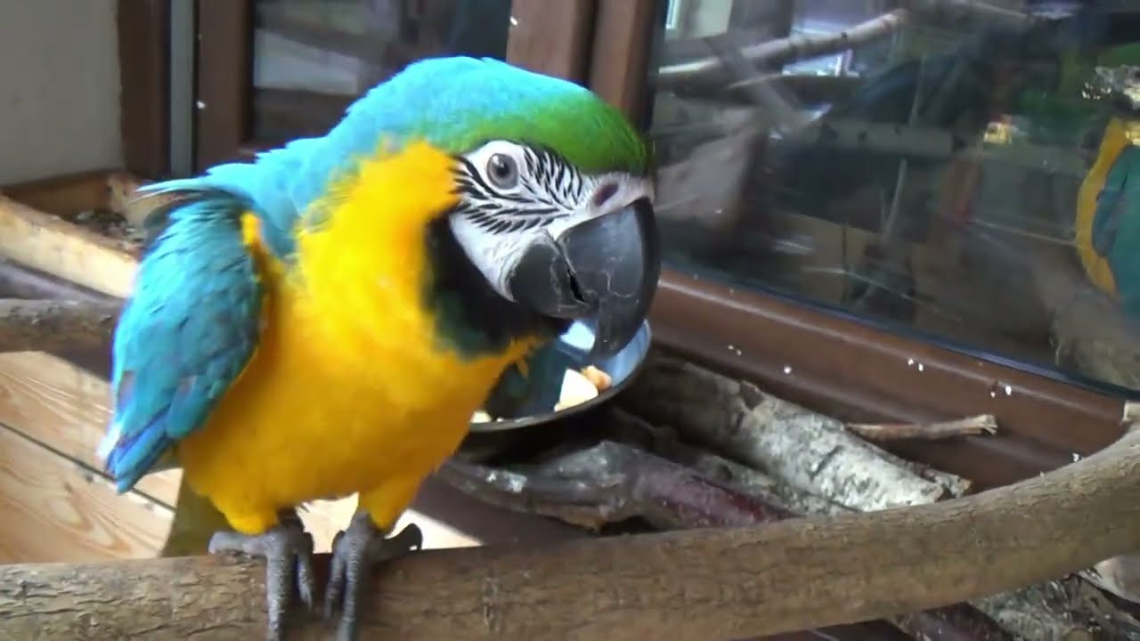 ara ararauna w wolierze w zimę, macaw ararauna in the aviary in winter,papagaio arara no aviário no