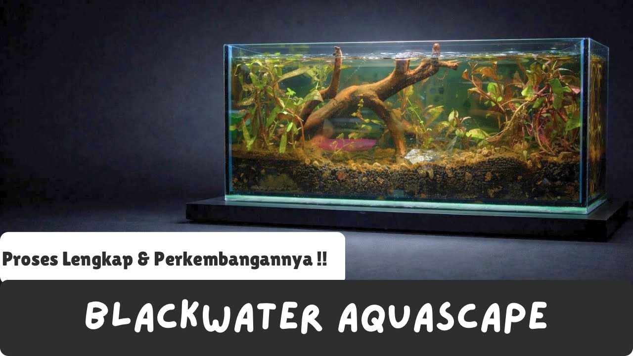 Membuat Aquascape dari Nol sampai Hari ke-16
