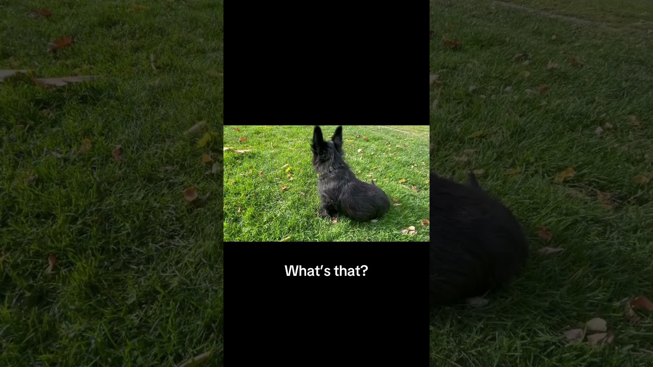 #scottiedog