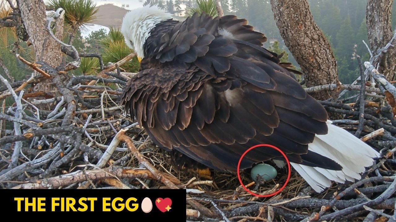A Silent, Powerful Moment — Jackie’s First Egg Is Laid🥚
