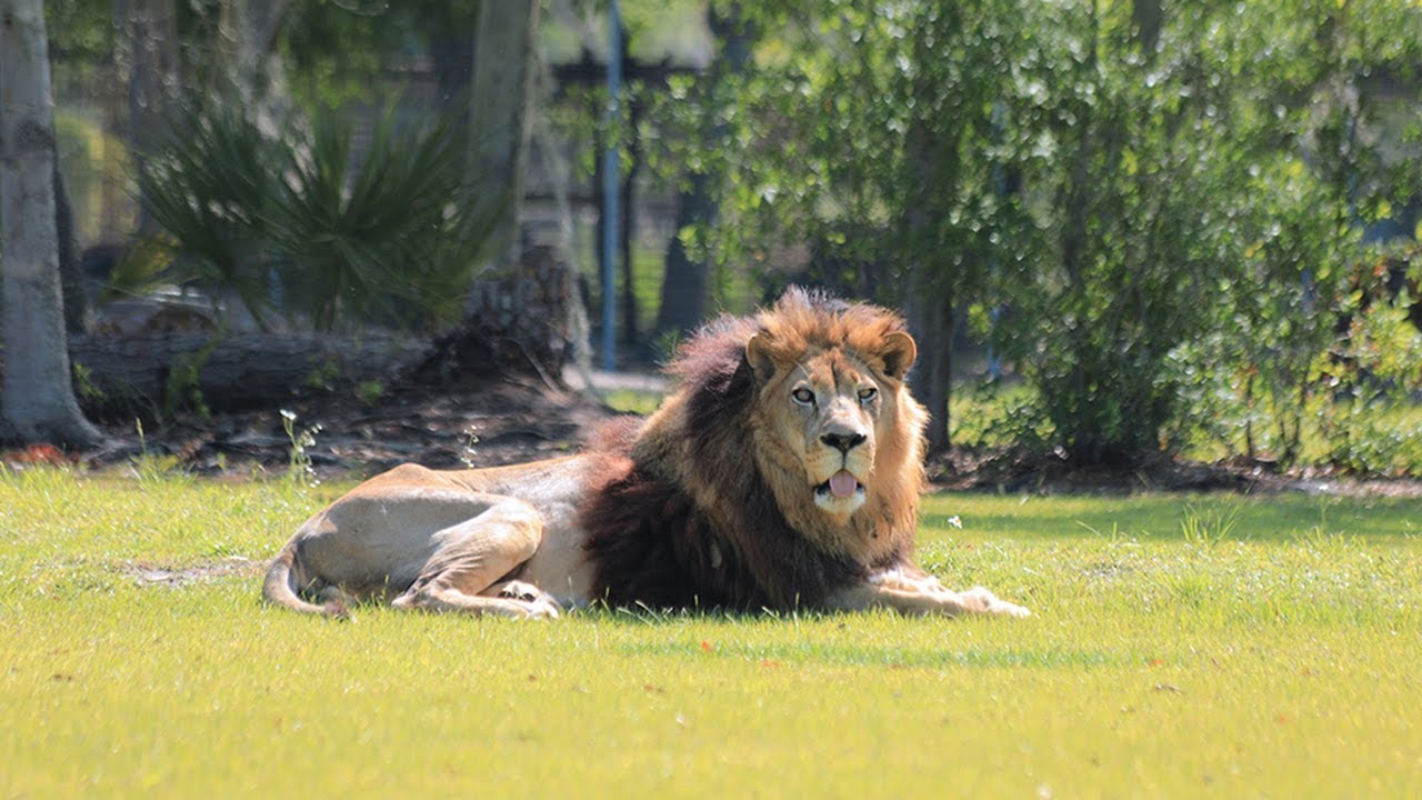 In Memory Of Our Lion King Joseph