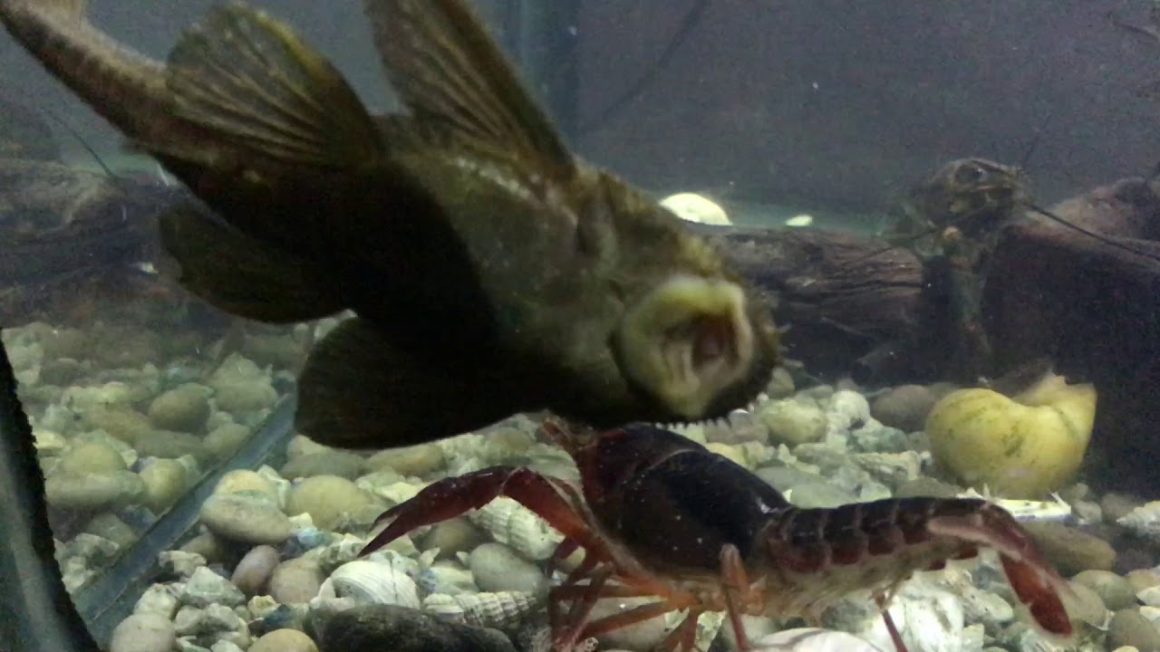 Crecimiento de cangrejos de río