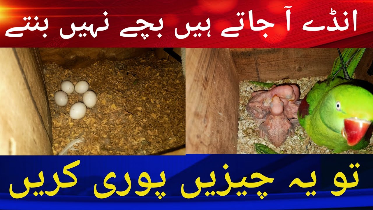 Infertilety Reasons RingNeck Parrots Raw Parrots. انڈوں میں بچے نہ بننے کی وجہ