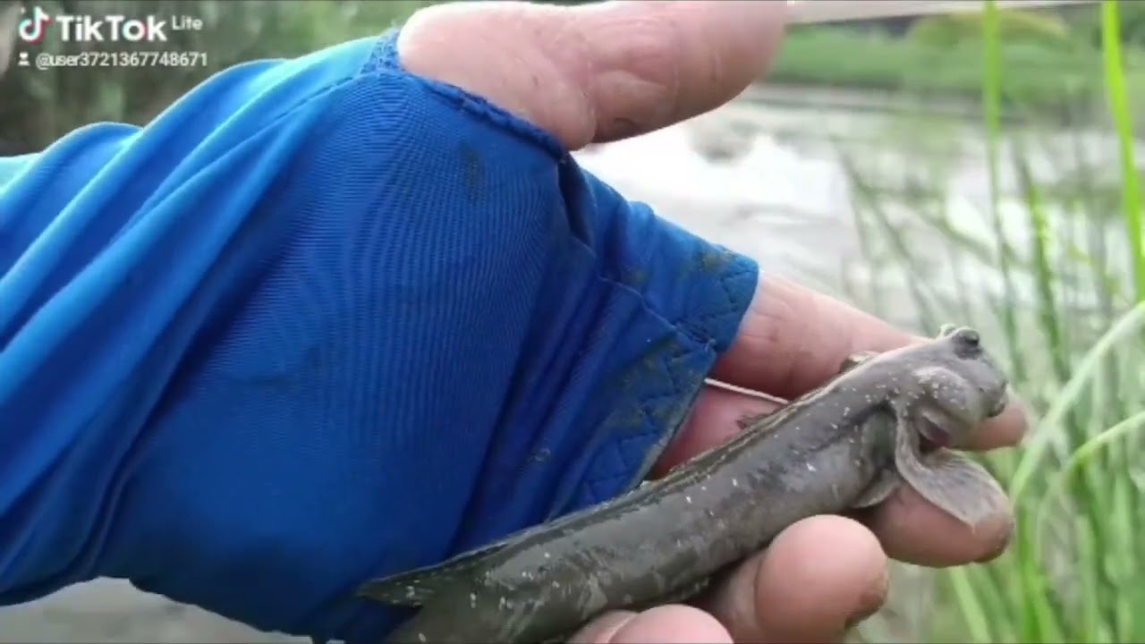 來去釣花跳_彈塗魚