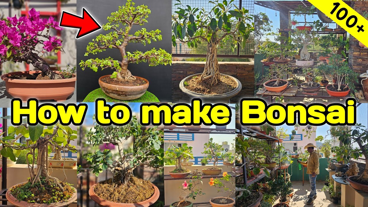 How to make 100+ Bonsai at home,  How to make Bonsai