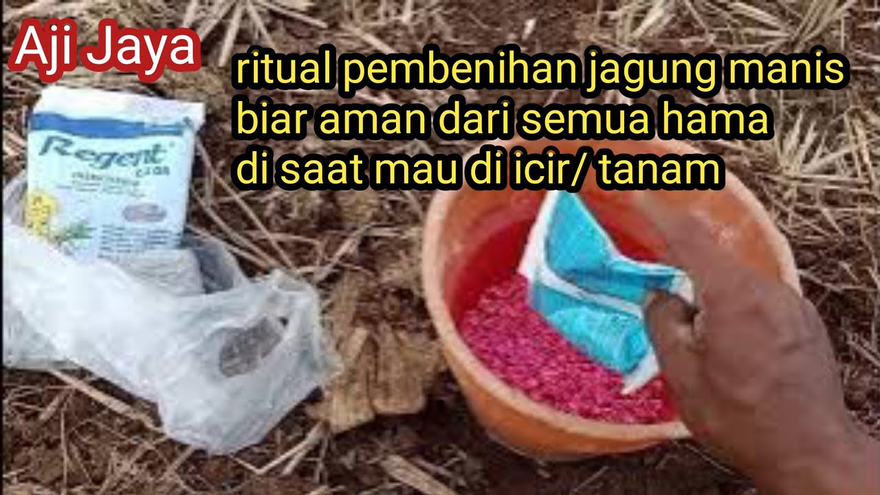 Belajar nanam jagung manis biar mantap ntritis tumbuhnya @ Aji jaya01