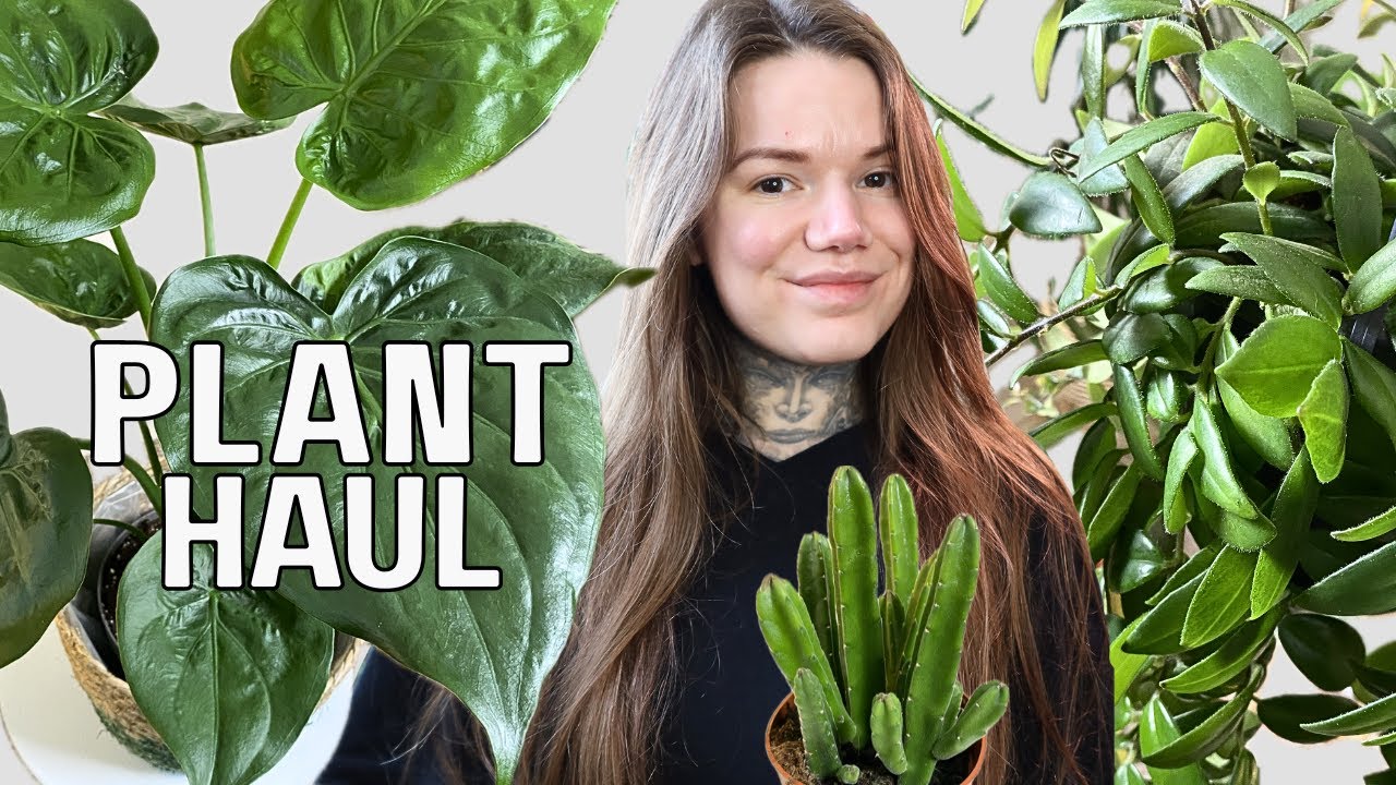 HOUSEPLANT HAUL: I've Been Indoor Plant Shopping!
