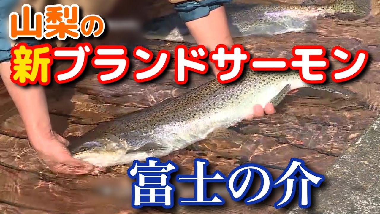山梨県の新たなブランド魚「富士の介」