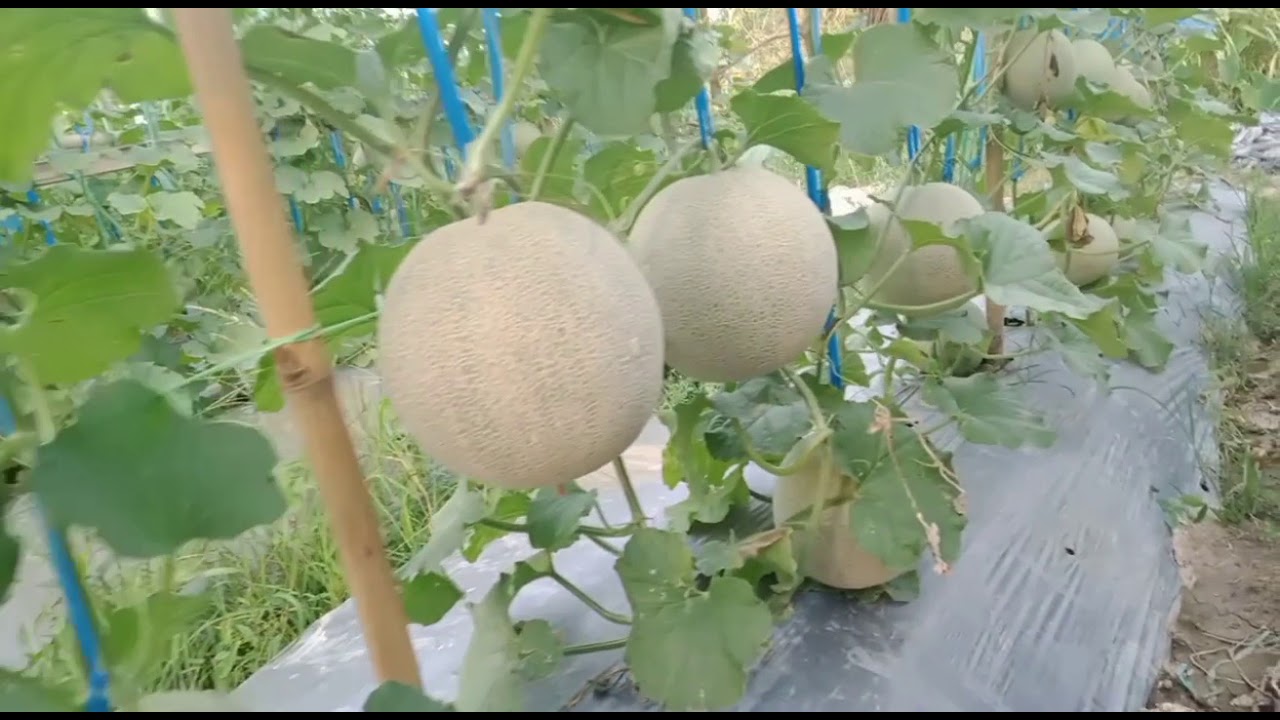 HUBUNGAN ANTARA ASPEK ADAPTASI MORFOLOGI TANAMAN DGN METODE PENERAPAN NUTRISI SAS
