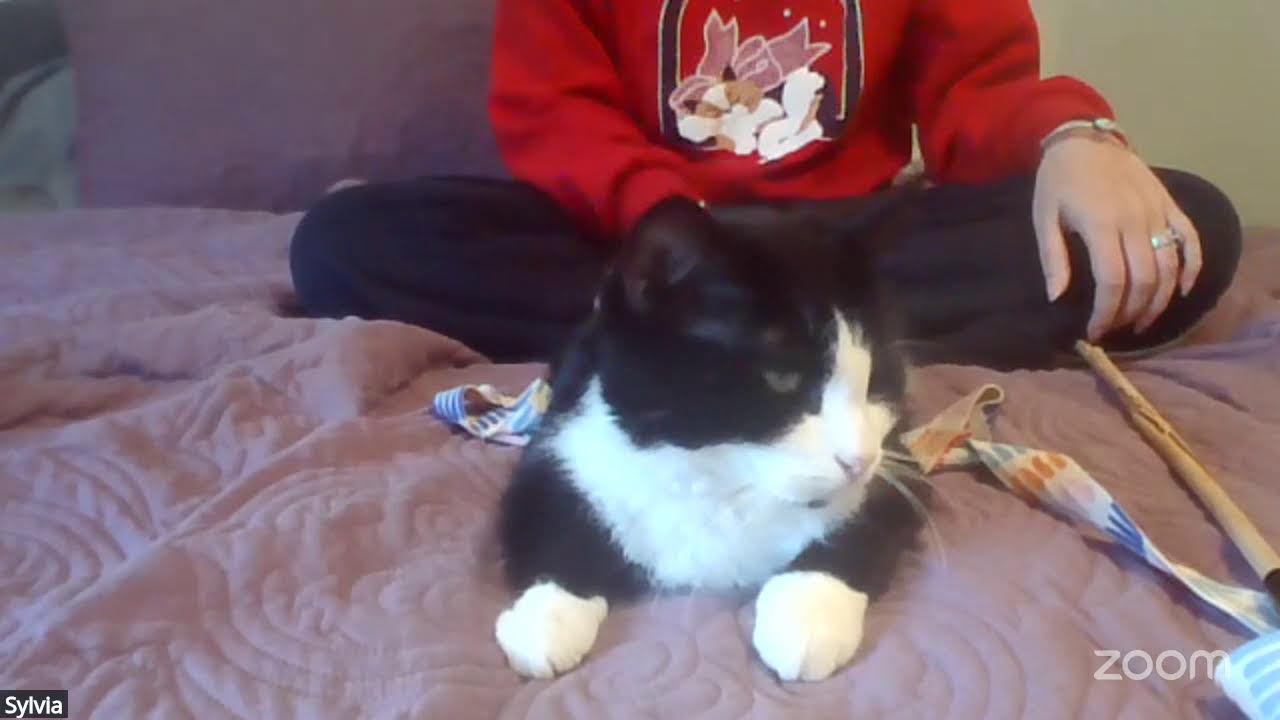 February 2026 CDCK Virtual Cat Adoption Event