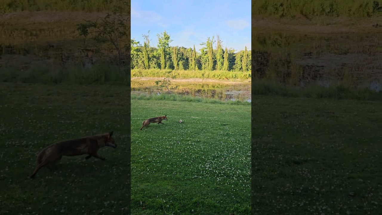 Wild Fox Does Tricks 