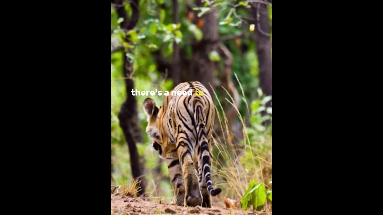 Global Tiger Day 2023