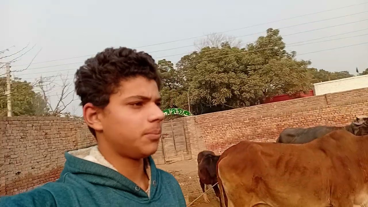 Aaj maine apne dog ke gale mein pasta dala aur main sadak mein le gaya song#afusic#trending#labrador