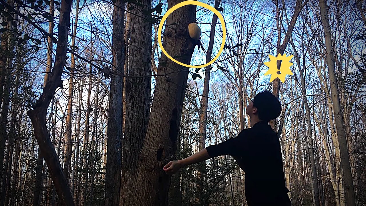 Охотьтесь и готовьте гигантские ежовики на дереве