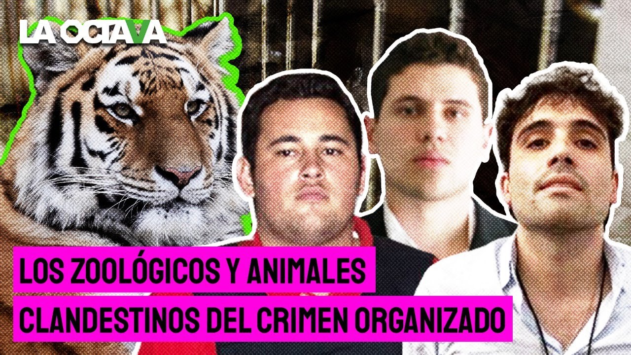 LOS ZOOL&Oacute;GICOS NARCOS; LOS CHAPITOS EXHIBEN ANIMALES EX&Oacute;TICOS en REDES SOCIALES para PROBAR PODER