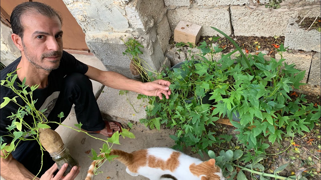بطاطا حلوة 🍠 أسهل نبات ممكن نزرعه في البيت متسلق ومزهر ورائع لتزيين الحوائط أو نزرعه ونحصد ثماره